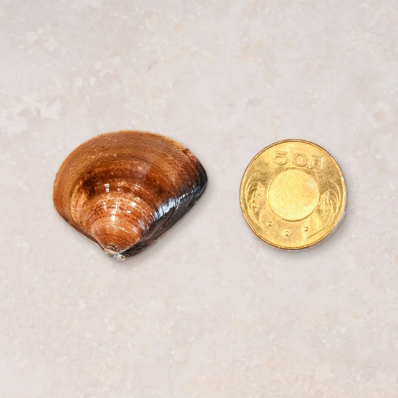 大(L)尺寸蛤蠣與 50 元硬幣大小對照